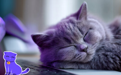 Lumo, l’alternative privée aux IA qui vous espionnent