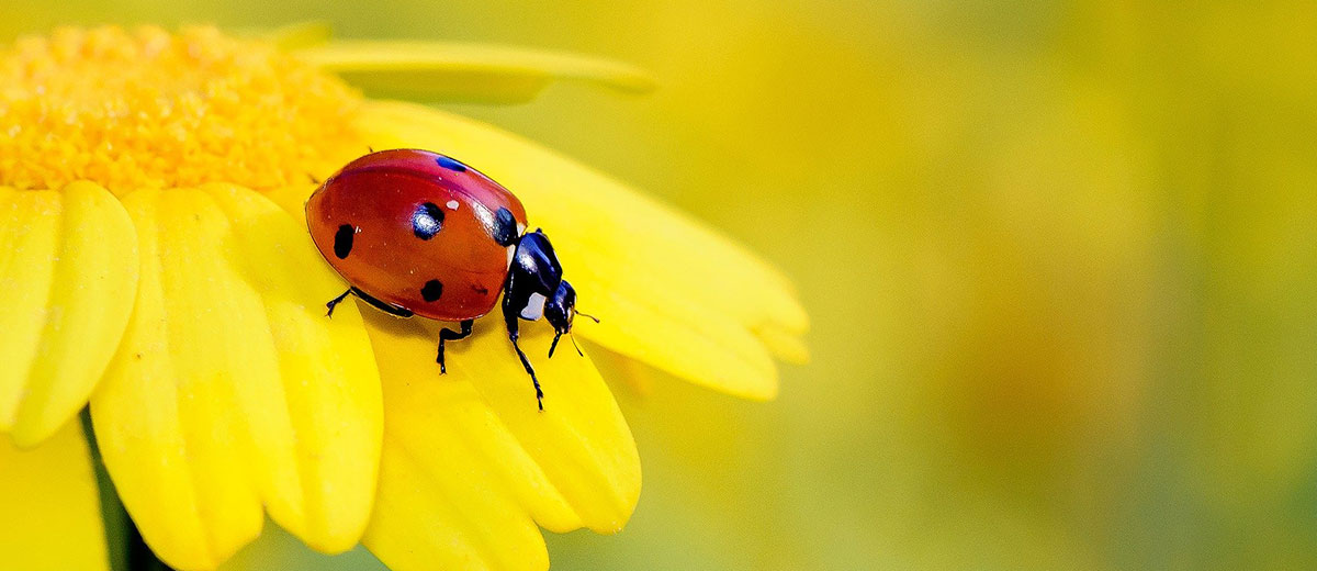 illustration-coccinelle-bug-bounty-france bug Bounty France : Illustration Coccinelle